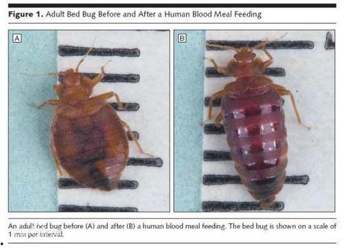 臭虫变成人的模样视频,臭虫逆袭，变身人形之谜揭秘
