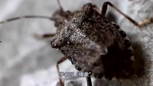 臭虫变成人的模样视频,臭虫逆袭,变身人形之谜揭秘