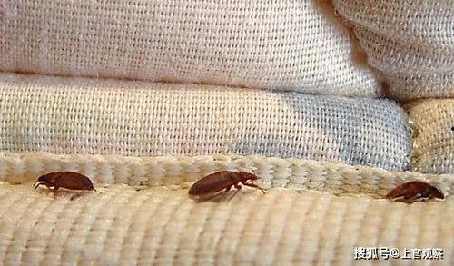 臭虫变成人的模样视频,臭虫逆袭,变身人形之谜揭秘