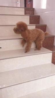 怎么把动物变成人说话视频,揭秘神奇视频背后的科学奥秘