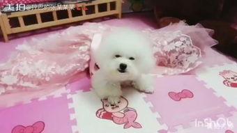 怎么把动物变成人说话视频,揭秘神奇视频背后的科学奥秘